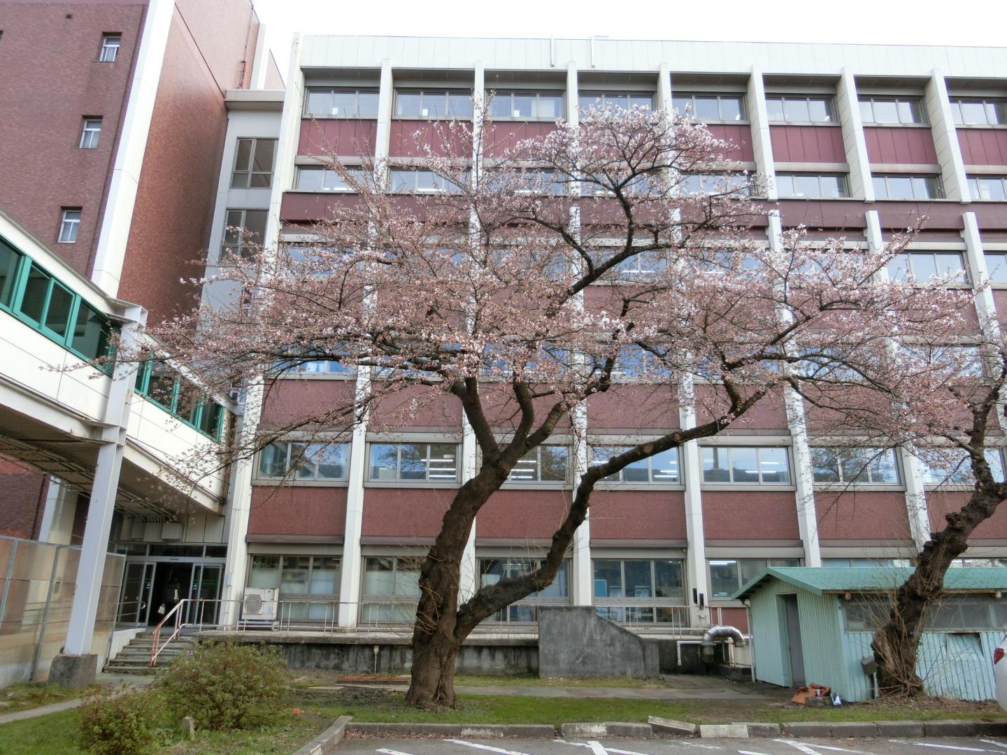 サクラ標本木全景