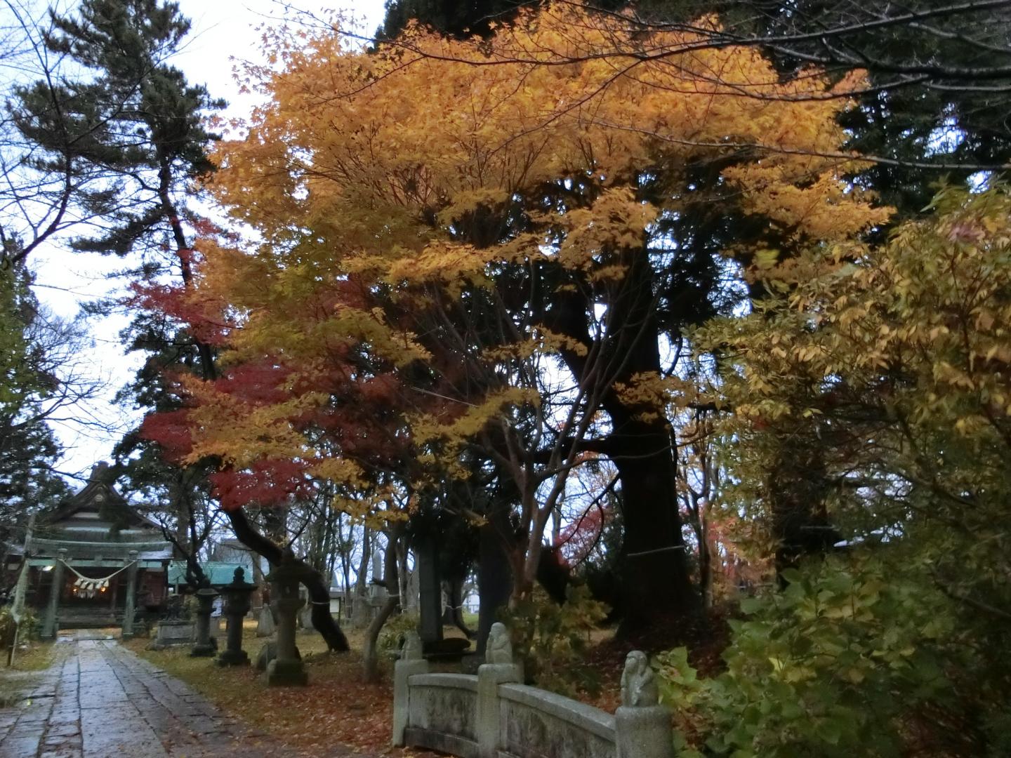秋田県庁付近カエデ1