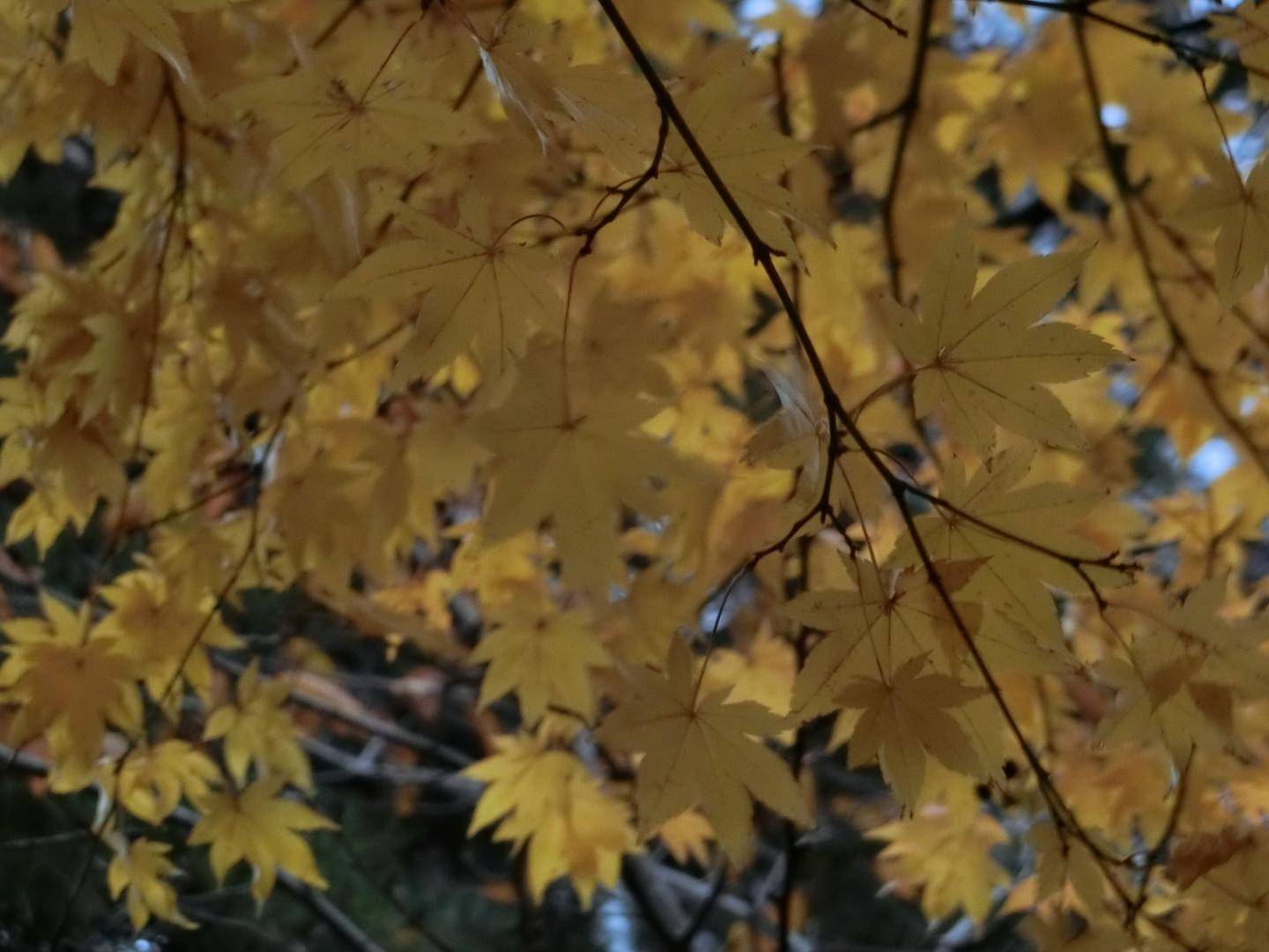 秋田県庁付近カエデ2