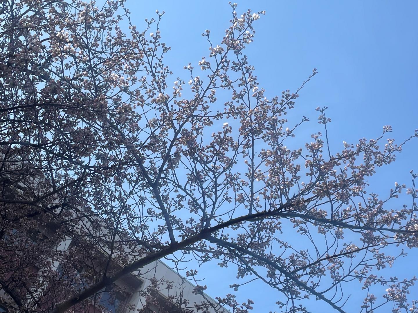 サクラ