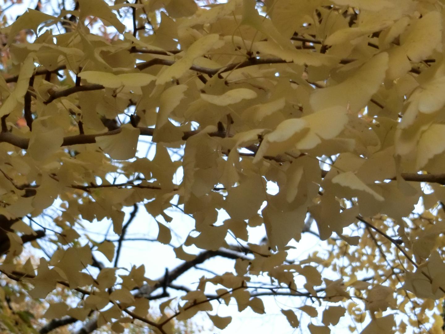 秋田県庁付近イチョウ2