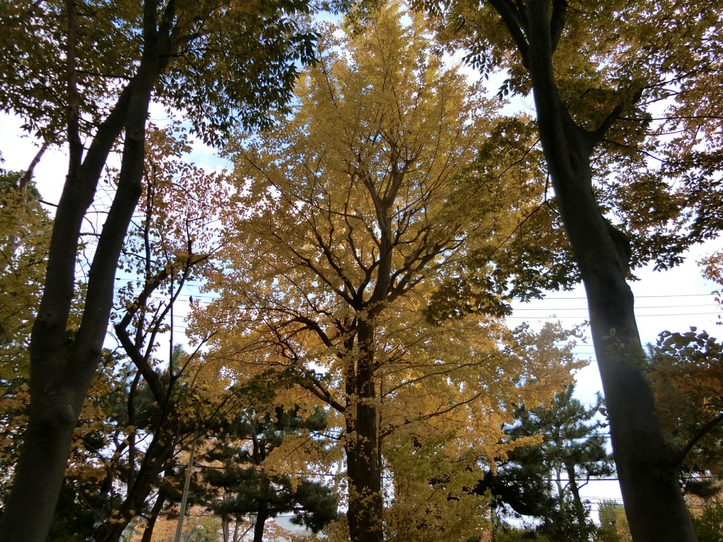 秋田県庁付近イチョウ1
