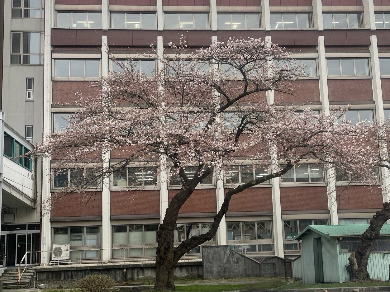 サクラ標本木全景