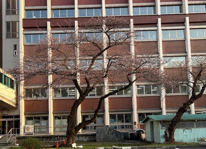 秋田県庁敷地内サクラ1