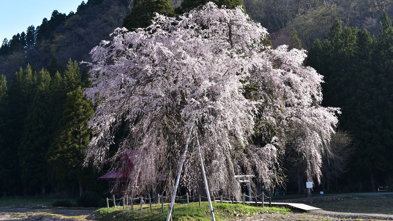 写真:枝垂れ桜